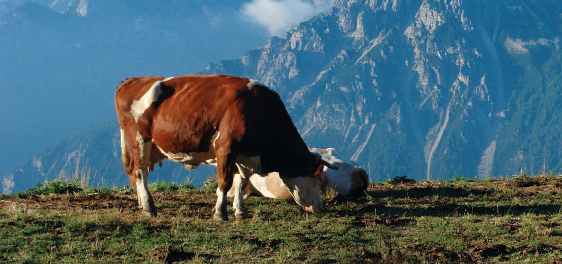 Mucche al pascolo in montagna
