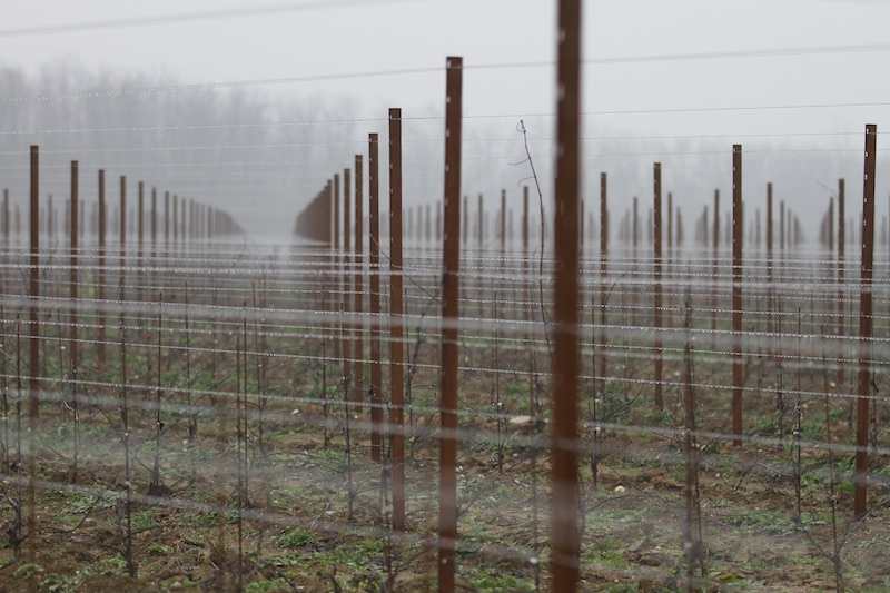 Pali da vigna piantati in una giornata di nebbia