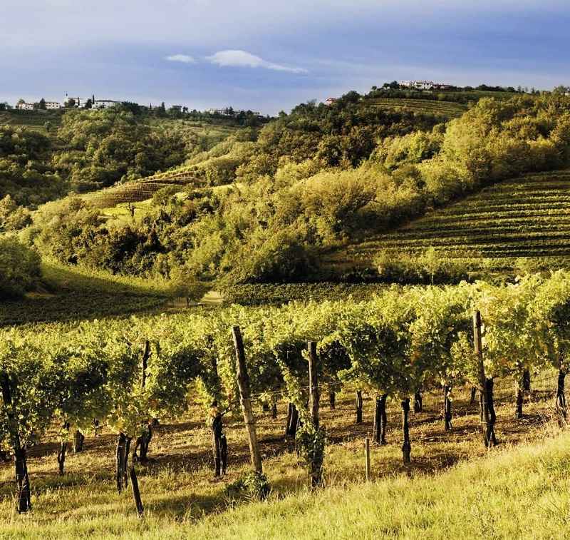 Vigne di Ribolla Gialla fra le colline